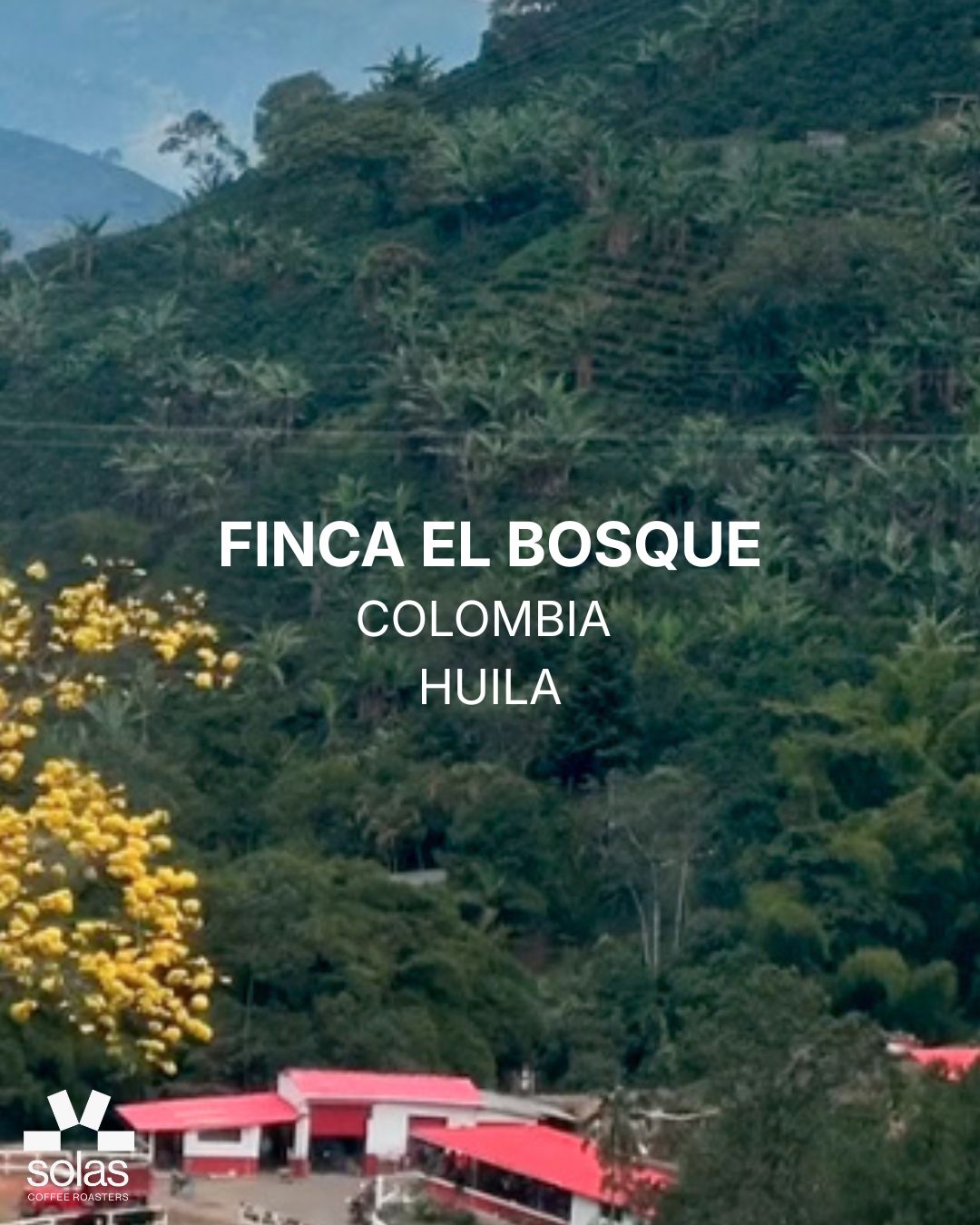 Colombia | Finca El Bosque