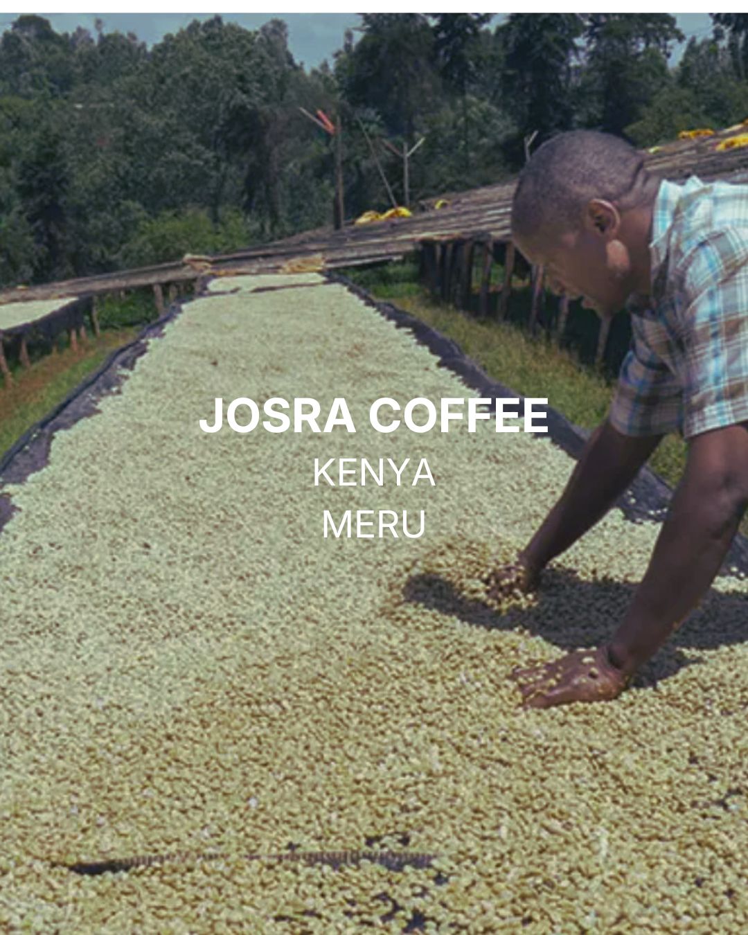 Kenya | Josra Coffee
