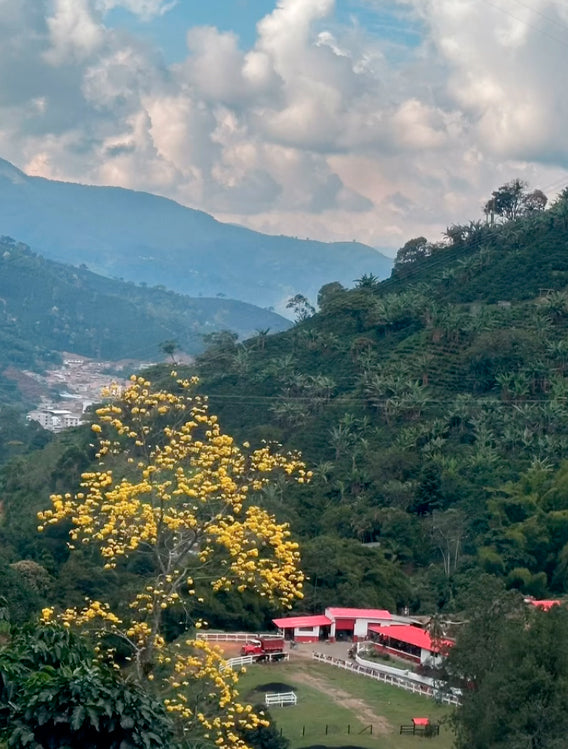 Colombia - Finca El Bosque