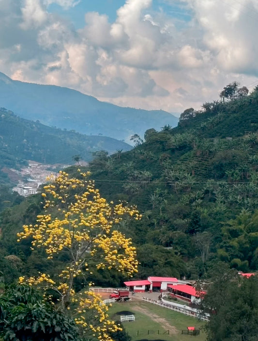 Colombia - Finca El Bosque